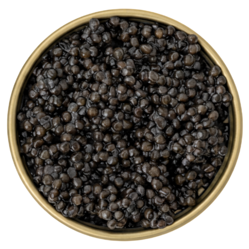 Siberian sturgeon Adamas