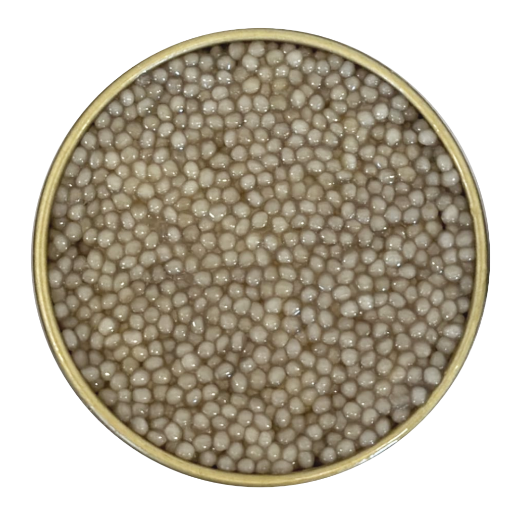 Albinos Beluga Æmillius Caviar