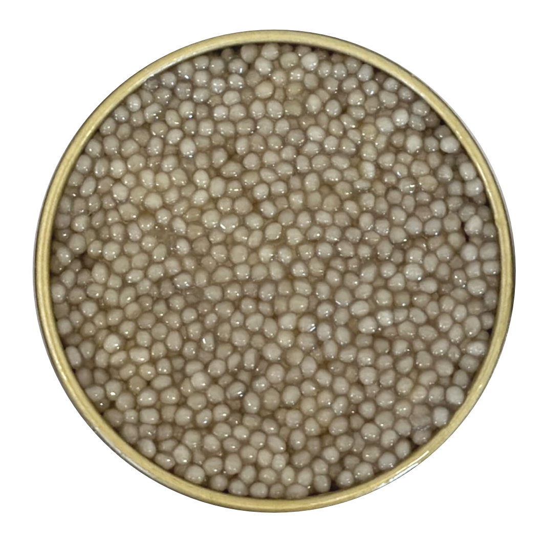 Албинос HUSO HUSO