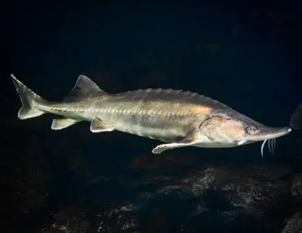 Руска Есетра