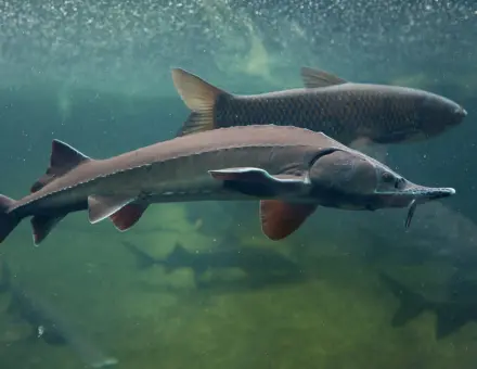 Сибирска есетра