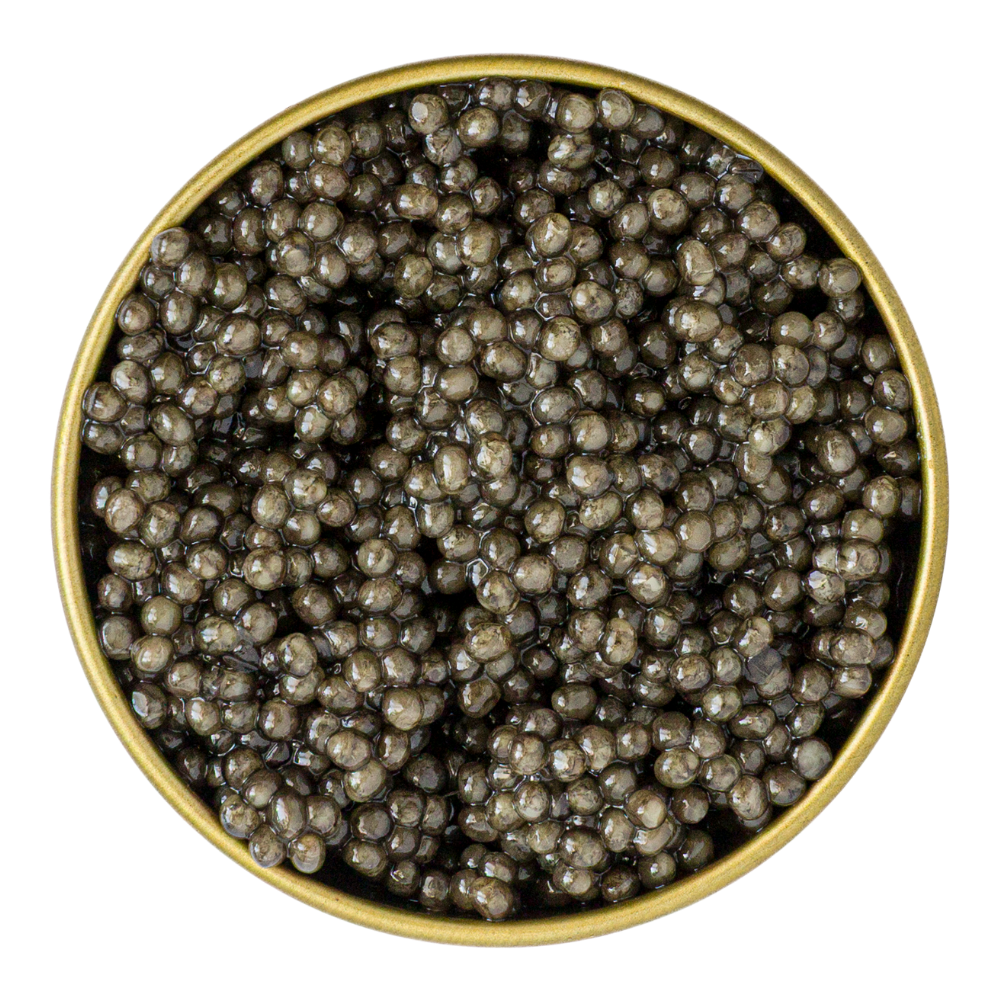 Белуга Хибрид